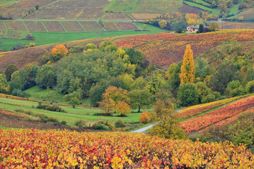 Votre vigneron vous présente ses crus en appellation Saint-Amour 