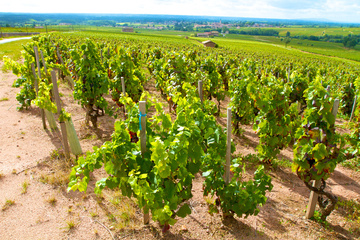 vin Chénas  Chalon-sur-Saône